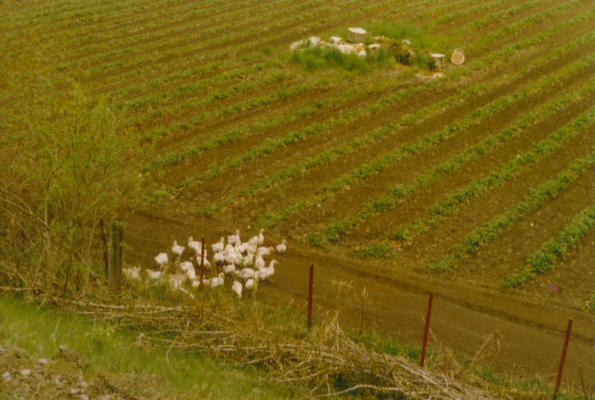 Naylor's Strawberry Farm in the late 1970s with the first trail users