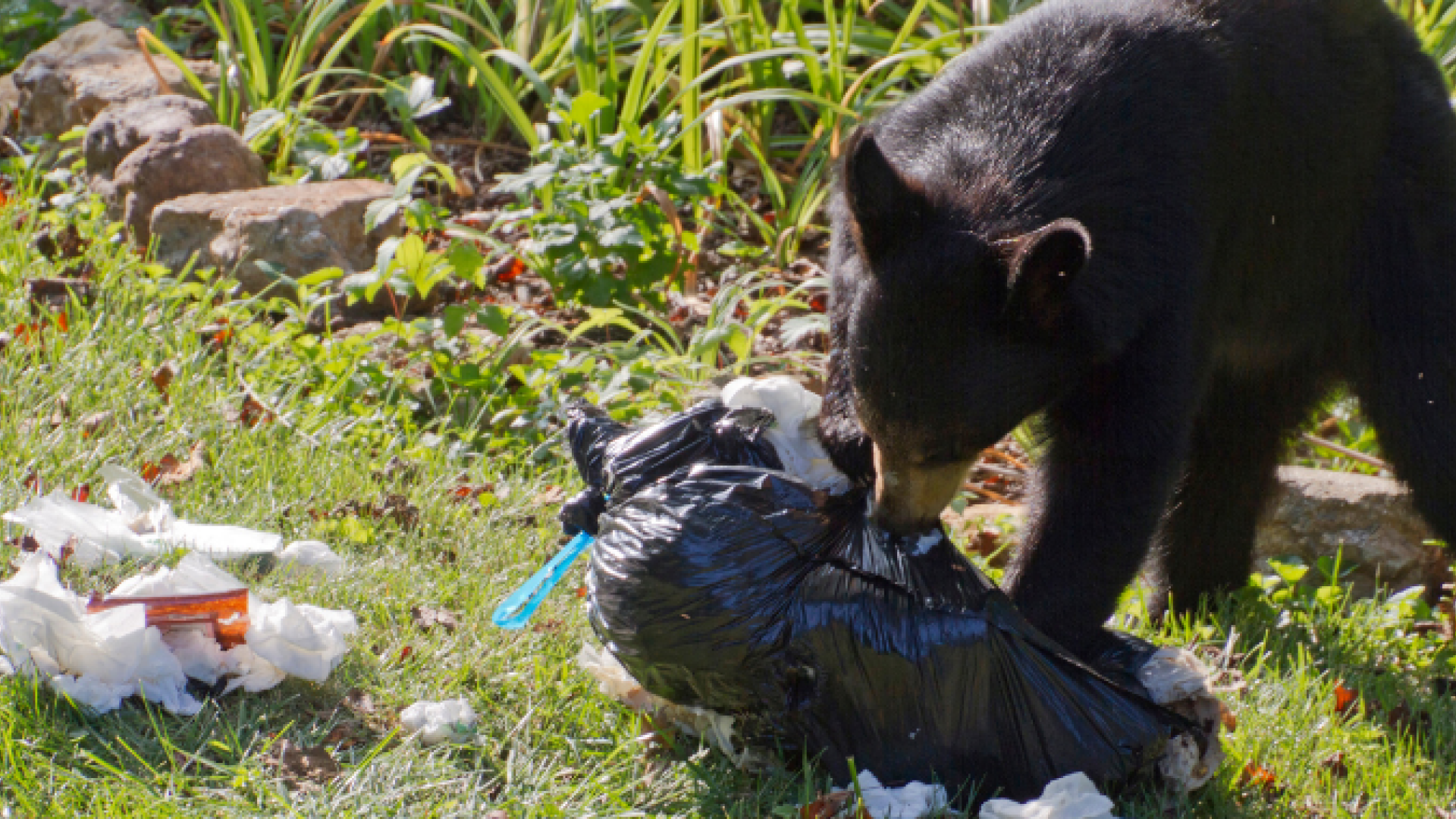 Managing Wildlife Attractants