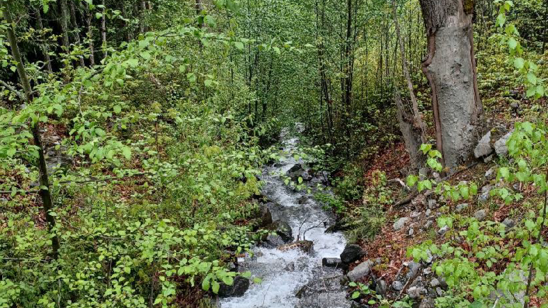 Looking downstream Catiline Creek to Lillooet Lake from In-SHUCK-ch FSR Bridge. Project site visit. May 8 2023. (SLRD)