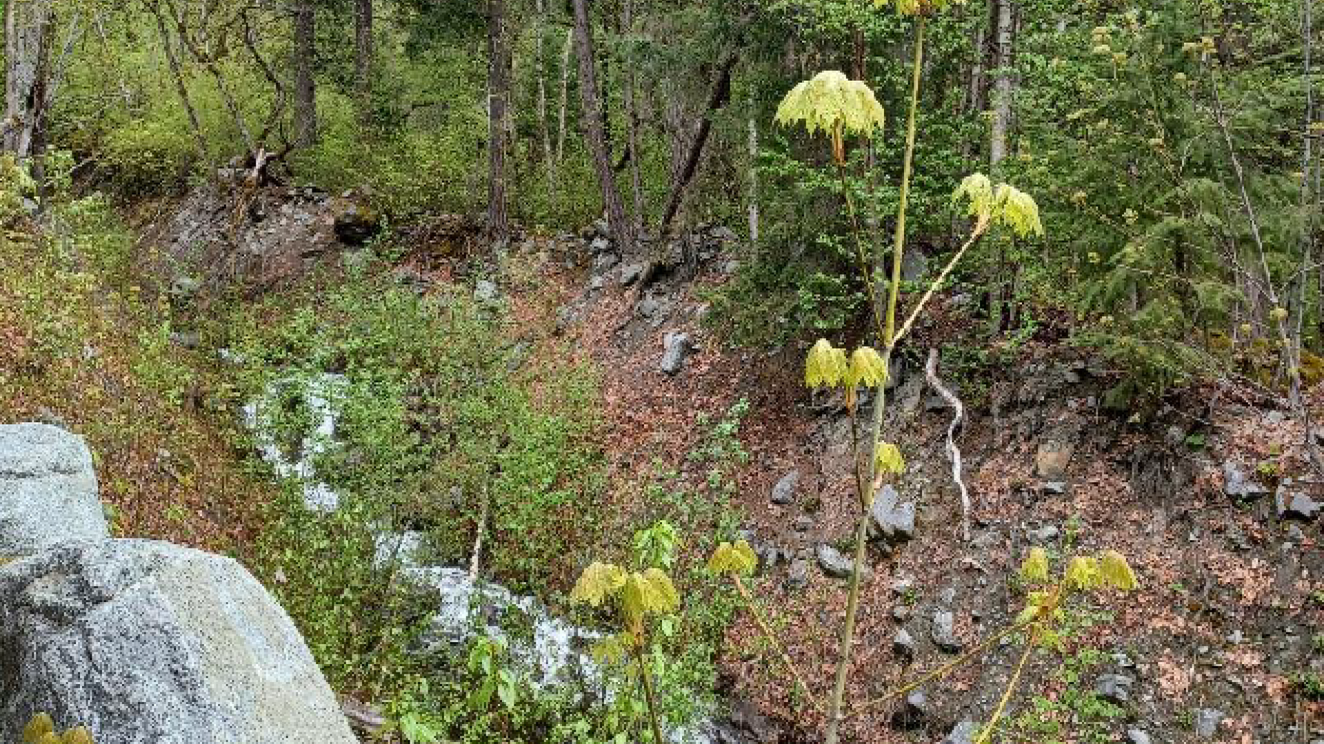 Looking upstream, Catiline Creek. Looking upstream, Catiline Creek. Gate 2 upper road. Project site visit. May 8 2023. (SLRD)
