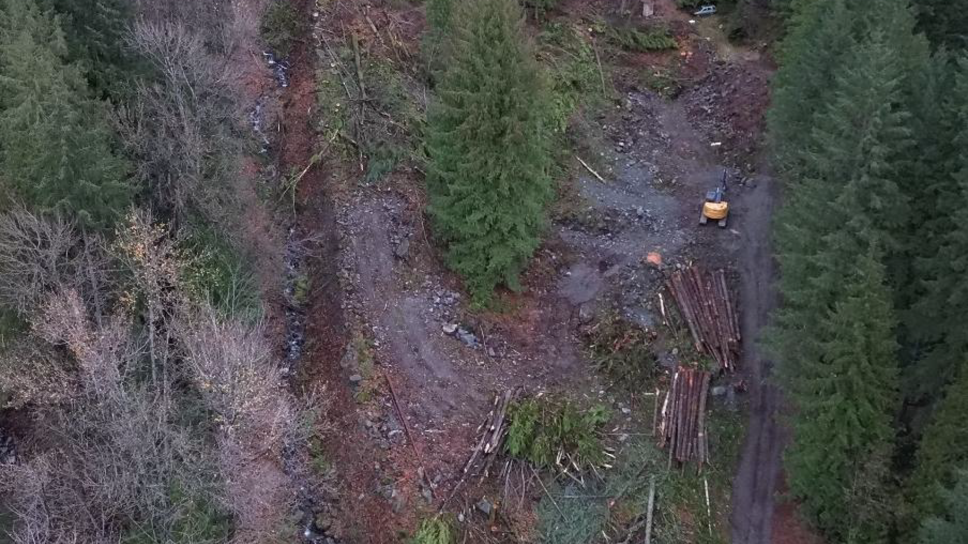 Tree clearing, log sort. Catiline Creek. Upper Gate 6 November 18 2025 (LLE)