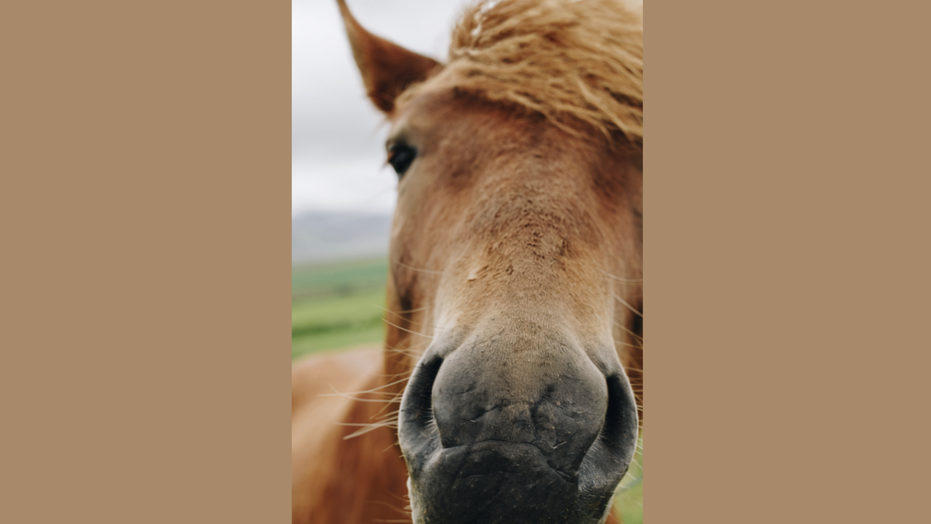 Premise ID graphic of a horse