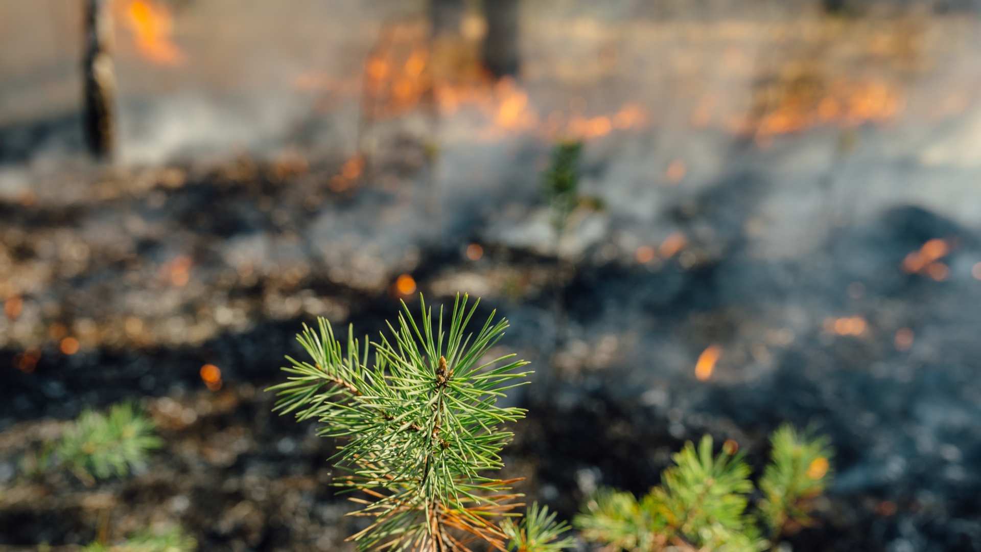 forest fire visual