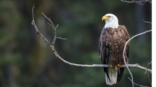 Eagle in a tree