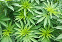cannabis plant