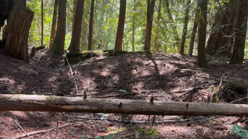 Forest with a cultural depression