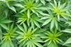 cannabis plant